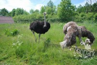 /album/fotogalerie-zoopark-na-hradecku-horni-pena/pstros-africky-7-zoopark-jpg/